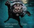Underwater Dogs. by Seth Casteel