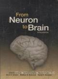 FROM NERON TO BRAIN