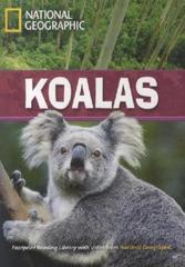 Koalas