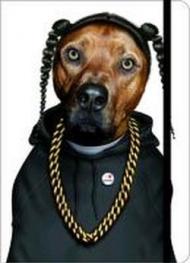 Pets rock. Rap