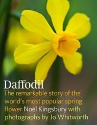 Daffodil