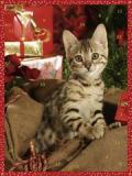 Katzenweihnacht; A Cat's Christmas