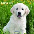 Dogs 2014. Broschürenkalender