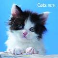 Cats 2014. Broschürenkalender