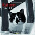 Katzen - Cats 2014