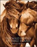 The wild horses of sable islands