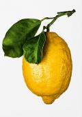 The gourmand's lemon. A collection of stories & recipes
