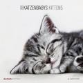 Calendario da parete 2020 Gattini Alpha Edition - 30x30