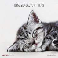 Calendario da parete 2020 Gattini Alpha Edition - 30x30