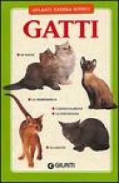 Gatti