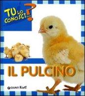 Il pulcino