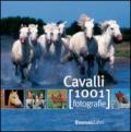 Cavalli