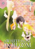 A white rose in bloom. Vol. 3