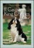 Il cavalier King Charles Spaniel