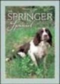 Lo springer spaniel