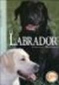 Il labrador