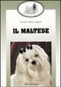 Il maltese