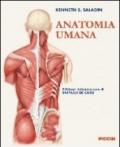 Anatomia umana