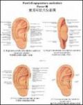 Tavole di punti di agopuntura auricolare