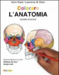 Colorare l'anatomia