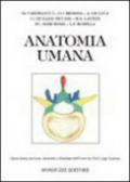 Anatomia umana