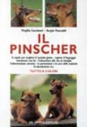 Il pinscher