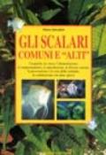 guida agli scalari comuni e «alti»