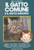 Il gatto comune o gatto europeo