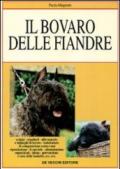 Il bovaro delle Fiandre