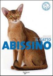 Il gatto abissino