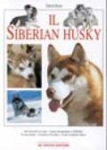 Il siberian husky