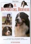 Il bovaro del bernese