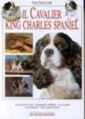 Il cavalier king Charles spaniel