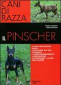 Il pinscher