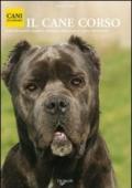 Cane corso