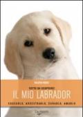 Il mio labrador