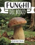 FUNGHI DEL BOSCO