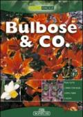 Bulbose & Co.