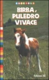 Birba, puledro vivace