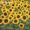 Sunflowers. Calendario 2004