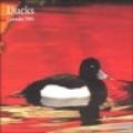 Ducks. Calendario 2004