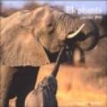 Elephants. Calendario 2004