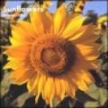 Sunflowers. Calendario 2004 piccolo