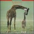 Giraffes. Calendario 2005