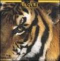 Tigers. Calendario 2005