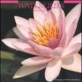 Waterlilies. Calendario 2005