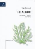 Le alghe. Un viaggio a ritroso nel tempo