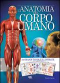 L' anatomia del corpo umano