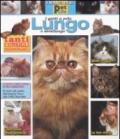 I gatti a pelo lungo e semilungo