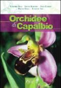 Orchidee di Capalbio